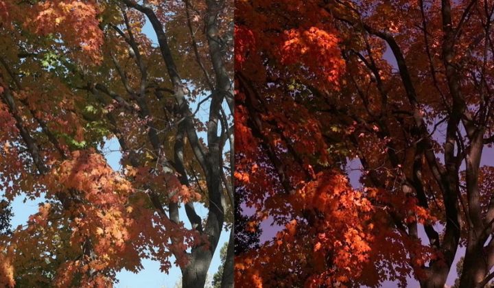 Maui Jim MauiRose Sunglasses Lens